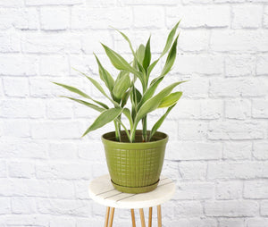 Rustic Planter for Houseplants, Multiple Sizes: Green / Small