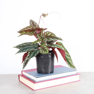 Cissus Discolor - Rex Begonia Vine - Live Plant: 6" Pot