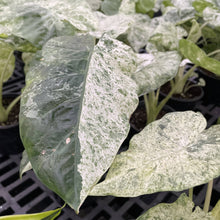Alocasia Blizzard - 6" Live Plant - RARE