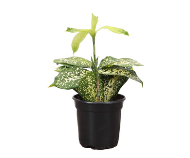 Gold Dust Dracaena - Live Plant: 4