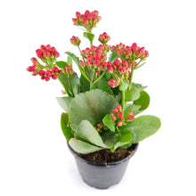 Kalanchoe blossfeldiana 'Calandiva Red' in 2"/4.5"/6" Pot: 6" Pot / Flower