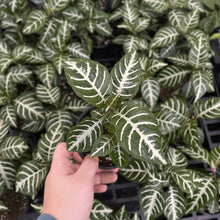 Zebra Plant - 4" Live Plant