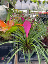 Pink Quill Bromeliad - 4" Live Plant