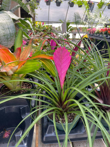 Pink Quill Bromeliad - 4" Live Plant