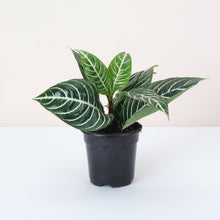 Zebra Plant - 4" Live Plant