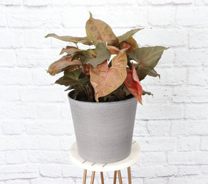 6.5" Decorative Pot Cover for Plants: Copper