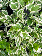 Pearls and Jade Pothos - Live Plant: 4" Pot