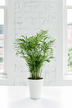 Neanthe Bella Palm, Parlor Palm - Live Plant: 6" Pot