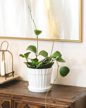 Trailing Hoya Kerrii Heart (At least 3+ leaves) - 4/6 inch: 4 inch