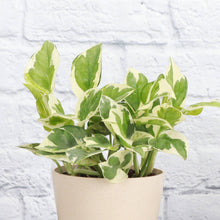 Pearls and Jade Pothos - Live Plant: 4" Pot
