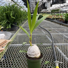 Coconut Palm - 6" Live Plant