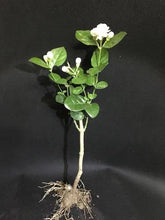 Jasmine Living Seedling Fragrant Plant Grown Green Tea Perennial Garden Indoor Bonsai Plant No Experience Required Easy to Grow (No Pot Include)