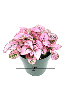 Hypoestes Pink Splash Live Potted House Plants Air Purifying in 2" Pot