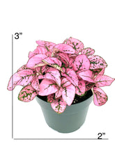 Hypoestes Pink Splash Live Potted House Plants Air Purifying in 2" Pot