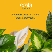 Costa Farms Live Plants, Easy to Grow Indoor Houseplants (3-Pack), Air Purifying Grower's Choice Plants in Plant Pots, Potting Soil, Housewarming, Garden, Office, Home, or Living Room Décor