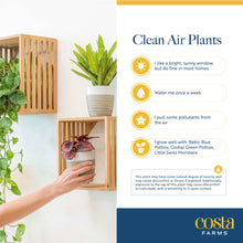 Costa Farms Live Plants, Easy to Grow Indoor Houseplants (3-Pack), Air Purifying Grower's Choice Plants in Plant Pots, Potting Soil, Housewarming, Garden, Office, Home, or Living Room Décor
