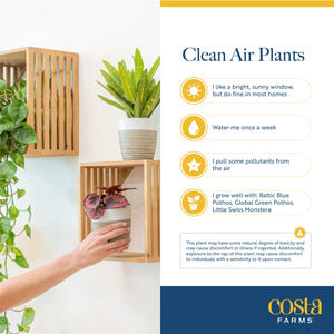 Costa Farms Live Plants, Easy to Grow Indoor Houseplants (3-Pack), Air Purifying Grower's Choice Plants in Plant Pots, Potting Soil, Housewarming, Garden, Office, Home, or Living Room Décor
