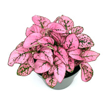 Hypoestes Pink Splash Live Potted House Plants Air Purifying in 2" Pot