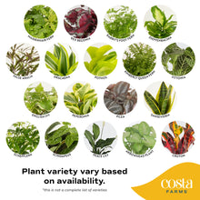 Costa Farms Live Plants, Easy to Grow Indoor Houseplants (3-Pack), Air Purifying Grower's Choice Plants in Plant Pots, Potting Soil, Housewarming, Garden, Office, Home, or Living Room Décor