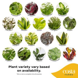 Costa Farms Live Plants, Easy to Grow Indoor Houseplants (3-Pack), Air Purifying Grower's Choice Plants in Plant Pots, Potting Soil, Housewarming, Garden, Office, Home, or Living Room Décor