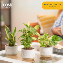 Costa Farms Live Plants, Easy to Grow Indoor Houseplants (3-Pack), Air Purifying Grower's Choice Plants in Plant Pots, Potting Soil, Housewarming, Garden, Office, Home, or Living Room Décor