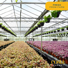 Costa Farms Live Plants, Easy to Grow Indoor Houseplants (3-Pack), Air Purifying Grower's Choice Plants in Plant Pots, Potting Soil, Housewarming, Garden, Office, Home, or Living Room Décor